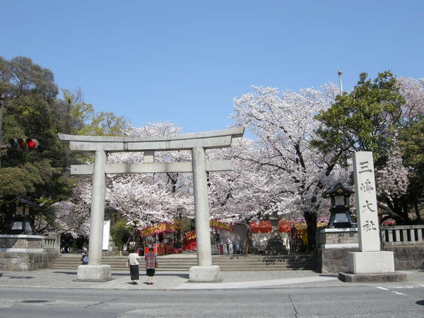 【東京都内発※町田を除く】 年に一度の「桜の公開 国立遺伝学研究所」特別公開 と伊豆いちご狩り食べ放題・三嶋大社の桜 日帰り3